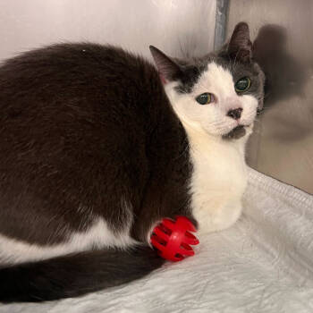 Rescue Domestic Short Hair Cats for Adoption in Oceanside, New York - Mama Cat | PetCurious