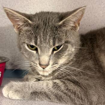 Domestic Short Hair Cats Available for Adoption - Luke | PetCurious