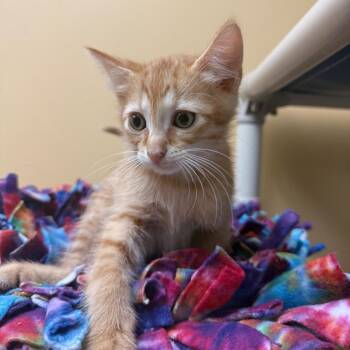 Buttercream -  Domestic Medium Hair Cat for Adoption - Buttercream | PetCurious