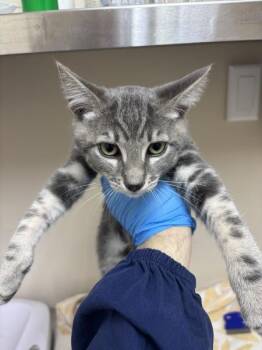 Micro -  Domestic Short Hair Cat for Adoption in Sherwood, Oregon - Micro | PetCurious