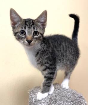 Rescue Domestic Short Hair Cats for Adoption in Norwalk, Connecticut - Audry (with Sibling) | PetCurious