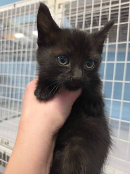 Rescue Domestic Medium Hair Cats for Adoption in Gold Beach, Oregon - Mabel | PetCurious