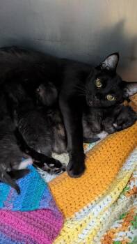 Toriel -  Domestic Short Hair Cat for Adoption in Evansville, Indiana - Toriel | PetCurious