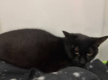 Domestic Short Hair Cats Available for Adoption - Eve | PetCurious