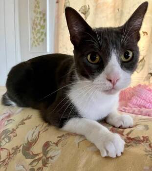 Simon -  Domestic Short Hair Cat for Adoption in San Diego, California - Simon | PetCurious