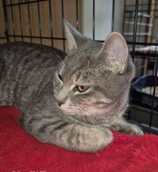 Rescue Domestic Short Hair Cats for Adoption in Thompson Falls, Montana - Silver | PetCurious