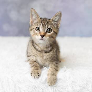 Rescue Domestic Short Hair Cats for Adoption in Saint Paul, Minnesota - Ritz | PetCurious