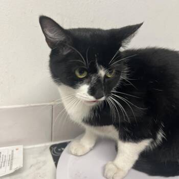 Sloppy Jo -  Domestic Short Hair Cat for Adoption in St. Louis, Missouri - Sloppy Jo | PetCurious