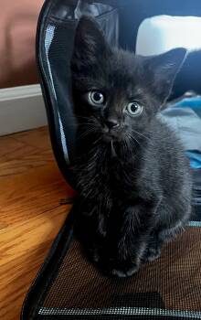 Sid -  Domestic Short Hair Cat for Adoption in Stamford, Connecticut - Sid | PetCurious