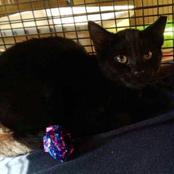 Rescue Domestic Short Hair Cats for Adoption in Hampton Bays, New York - Dusky | PetCurious