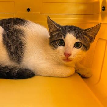 Leaf -  Domestic Short Hair Cat for Adoption in Troy, Virginia - Leaf | PetCurious