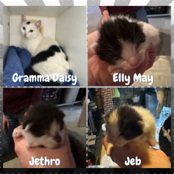 Rescue Domestic Short Hair Cats for Adoption in Suisun City, California - Jed Clampett | PetCurious