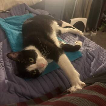 Domestic Short Hair Cats Available for Adoption - Remus | PetCurious