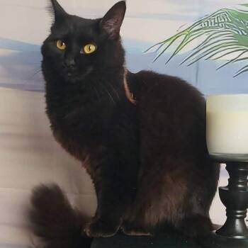 Domestic Medium Hair Cats Available for Adoption - Aurora | PetCurious