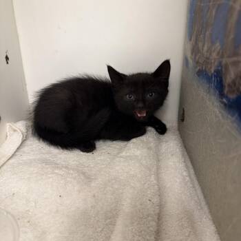 Moody -  Domestic Short Hair Cat Available for Adoption in Philadelphia, Pennsylvania - Moody | PetCurious