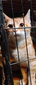Tabby Cats Available for Adoption in Blairsville, Georgia - Copper | PetCurious