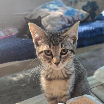 Tulip -  Domestic Short Hair Cat Available for Adoption in Bel Air, Maryland - Tulip | PetCurious