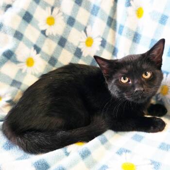 Amy -  Domestic Short Hair Cat for Adoption in Mt. Juliet, Tennessee - Amy | PetCurious