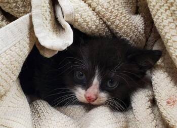 A2476753 -  Domestic Short Hair Cat for Adoption in Fort Lauderdale, Florida - A2476753 | PetCurious