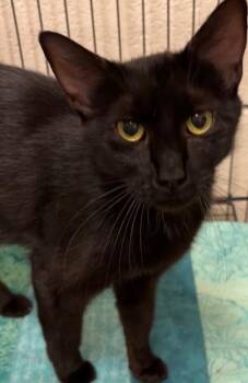 SEQUOIA -  Domestic Short Hair Cat for Adoption in Elizabethton, Tennessee - SEQUOIA | PetCurious