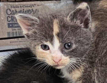 Rescue Calico Cats for Adoption in Frisco, Texas - Demitra | PetCurious