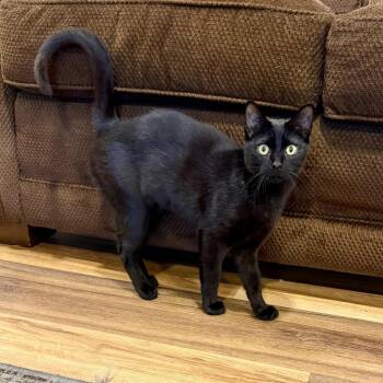 Domestic Short Hair Cats Available for Adoption in Medina, Ohio - Oz | PetCurious