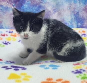 Domestic Short Hair Cats Available for Adoption in Washington Court House, Ohio - Winnie | PetCurious