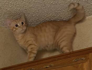 Oliver -  Domestic Short Hair Cat for Adoption in Rockwall, Texas - Oliver | PetCurious
