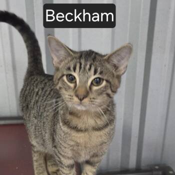 Beckham -  Domestic Short Hair Cat for Adoption in Snow Hill, North Carolina - Beckham | PetCurious