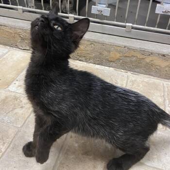 Stormy -  Domestic Short Hair Cat for Adoption in Monroe, Louisiana - Stormy | PetCurious