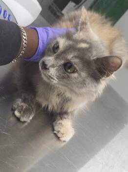 If 6 Tiff -  Domestic Medium Hair Cat for Adoption in Lawrenceville, Georgia - If 6 Tiff | PetCurious