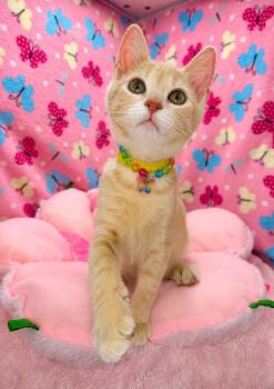 Wish -  Tabby Cat for Adoption in Tavares, Florida - Wish | PetCurious