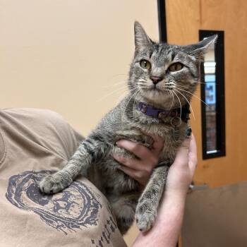 Luna Jr. -  Domestic Short Hair Cat for Adoption in Midland, Texas - Luna Jr. | PetCurious