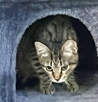 Rescue Domestic Short Hair Cats for Adoption in Reston, Virginia - Delilah | PetCurious