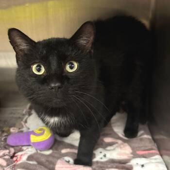Bosco -  Domestic Short Hair Cat for Adoption in Belleville, Illinois - Bosco | PetCurious