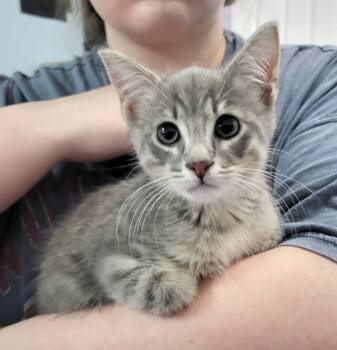 Rescue Domestic Short Hair Cats for Adoption in Buford, Georgia - Julius | PetCurious