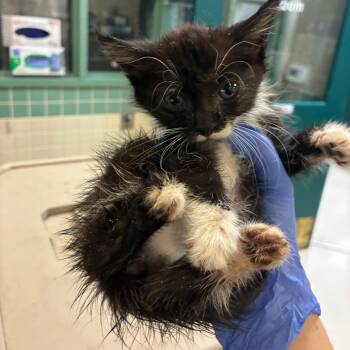 Domestic Medium Hair Cats Available for Adoption in Pasadena, California - Raven | PetCurious