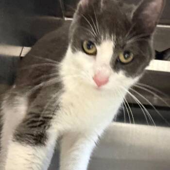 Domestic Short Hair Cats Available for Adoption in West Olive, Michigan - Novel | PetCurious
