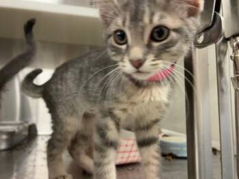 KATE -  Domestic Short Hair Cat for Adoption in Colorado Springs, Colorado - KATE | PetCurious