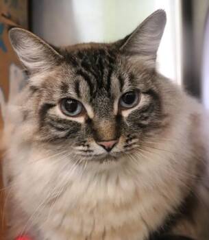 Cosmo -  Ragdoll Cat for Adoption in Sioux City, Iowa - Cosmo | PetCurious