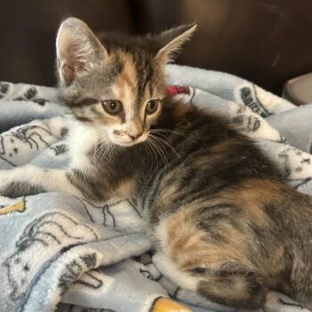 Deacon -  Domestic Short Hair Cat Available for Adoption in Winston-salem, North Carolina - Deacon | PetCurious