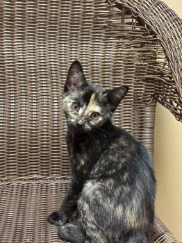 Rescue Tortoiseshell Cats for Adoption in Chicago, Illinois - Oakley And Acorn | PetCurious