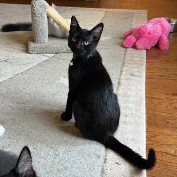 Eclipse -  Domestic Short Hair Cat for Adoption in Duluth, Georgia - Eclipse | PetCurious
