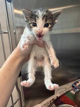 Domestic Short Hair Cats Available for Adoption in Houston, Texas - A654600 | PetCurious