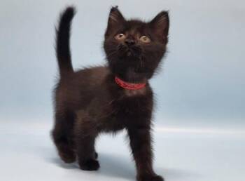 Pogo Stick -  Domestic Short Hair Cat for Adoption in Golden Valley, Minnesota - Pogo Stick | PetCurious