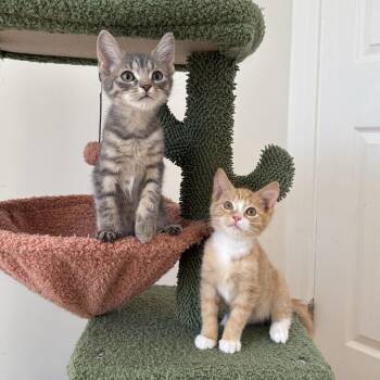 Rescue Domestic Short Hair Cats for Adoption - Frederick + Brooklyn | PetCurious