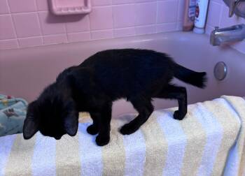 American Bobtail and Domestic Short Hair Cats Available for Adoption - Desmond Jones | PetCurious