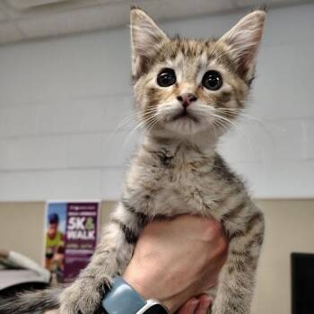 Domestic Short Hair Cats Available for Adoption in South Elgin, Illinois - Little Bit | PetCurious