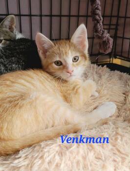 Rescue Domestic Short Hair Cats for Adoption in Kitchener, Ontario - Venkman | PetCurious