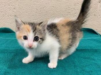 ALICE -  Domestic Short Hair Cat for Adoption in Moreno Valley, California - ALICE | PetCurious